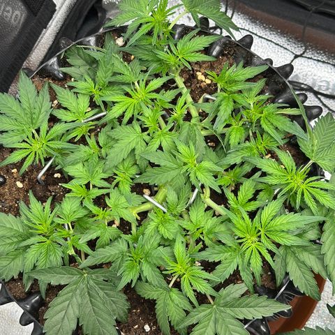 Triple G Automatic growlog timeline photo