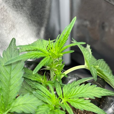 Triple G Automatic growlog timeline photo