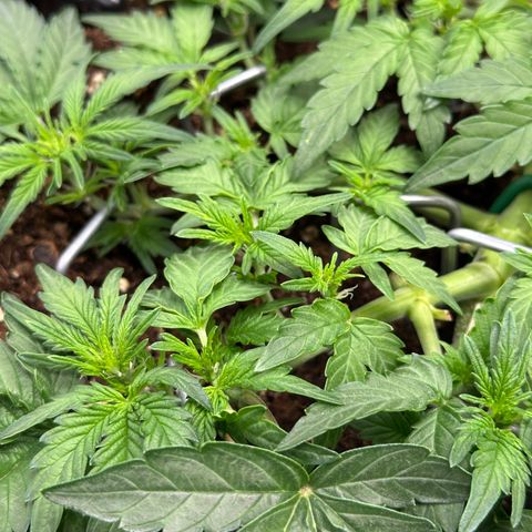 Triple G Automatic growlog timeline photo