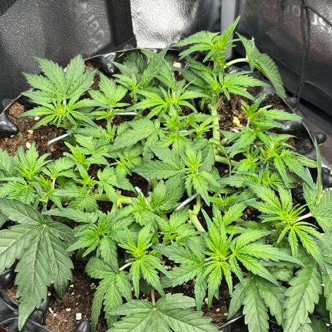 Triple G Automatic growlog timeline photo