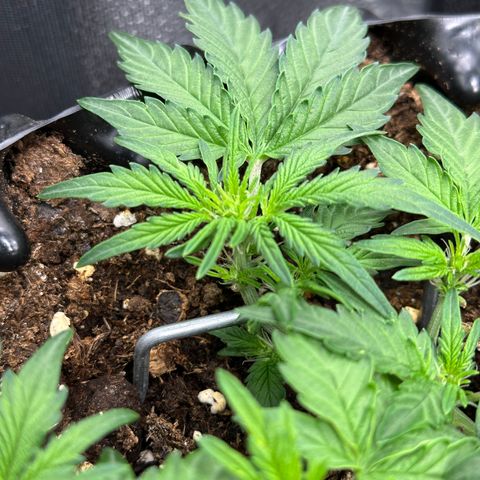 Triple G Automatic growlog timeline photo