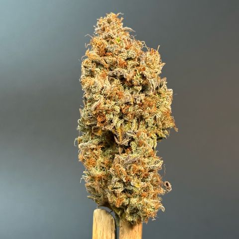 Orion F1 #2 growlog timeline photo