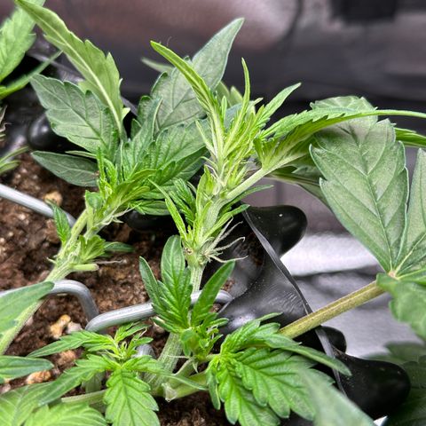 Triple G Automatic growlog timeline photo