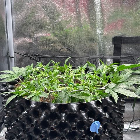 Triple G Automatic growlog timeline photo