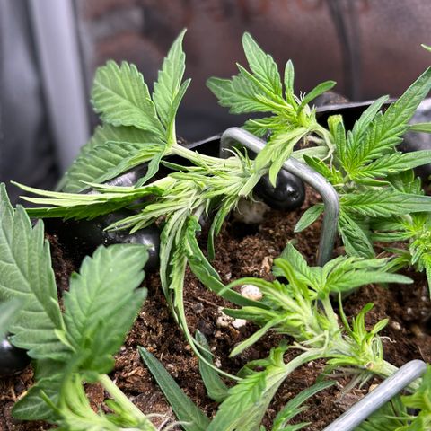 Triple G Automatic growlog timeline photo