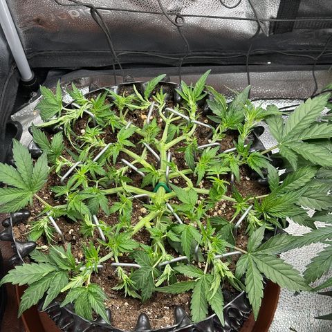 Triple G Automatic growlog timeline photo