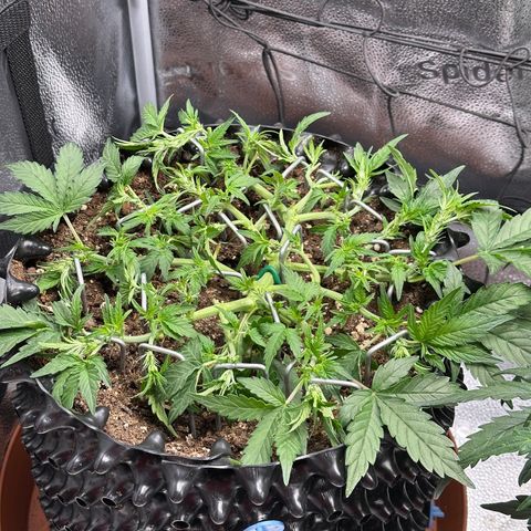 Triple G Automatic growlog timeline photo