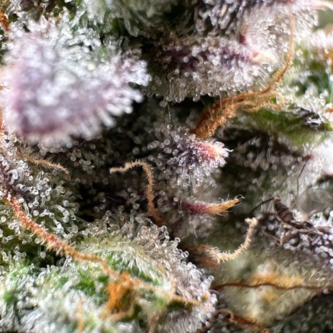 Medusa F1 growlog timeline photo