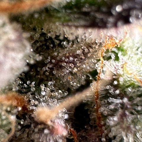 Medusa F1 growlog timeline photo