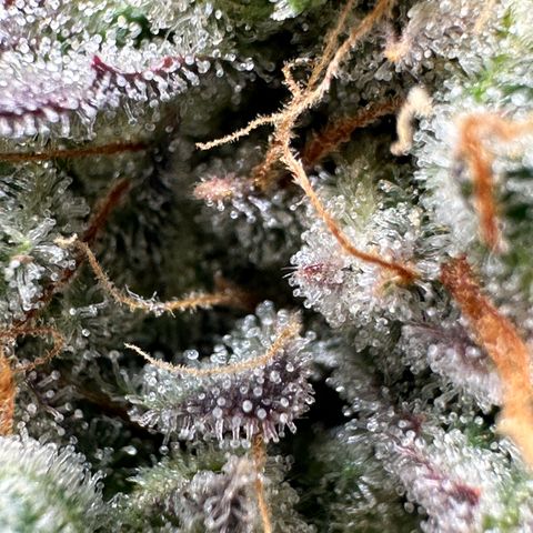 Medusa F1 growlog timeline photo