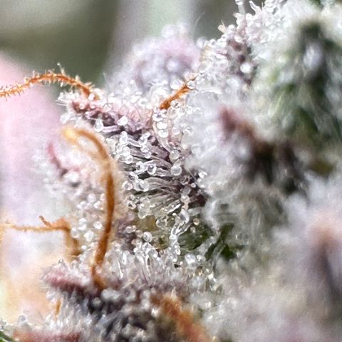 Medusa F1 growlog timeline photo