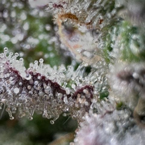 Medusa F1 growlog timeline photo