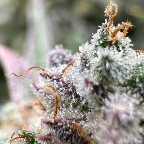 Medusa F1 growlog timeline photo