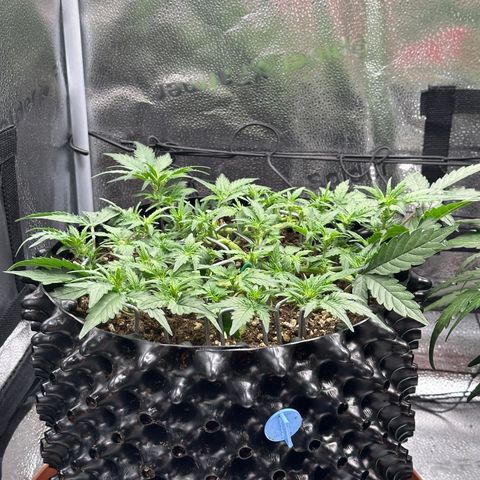 Triple G Automatic growlog timeline photo