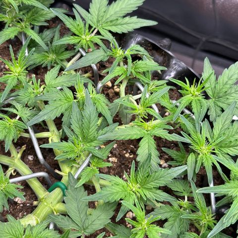 Triple G Automatic growlog timeline photo