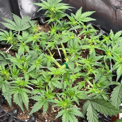Triple G Automatic growlog timeline photo