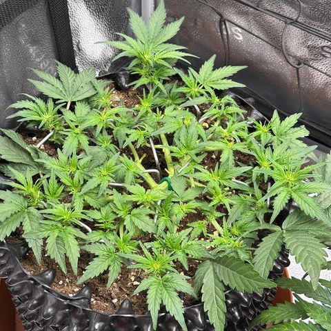 Triple G Automatic growlog timeline photo