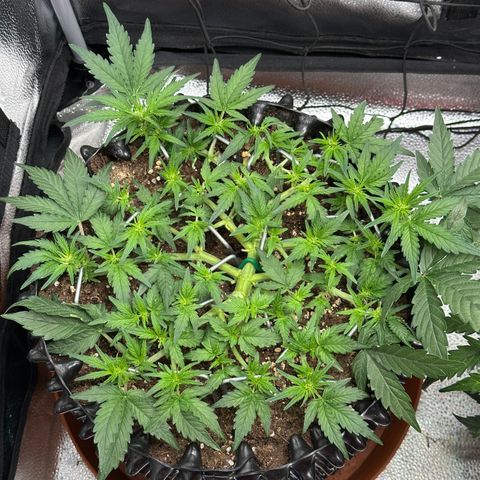 Triple G Automatic growlog timeline photo