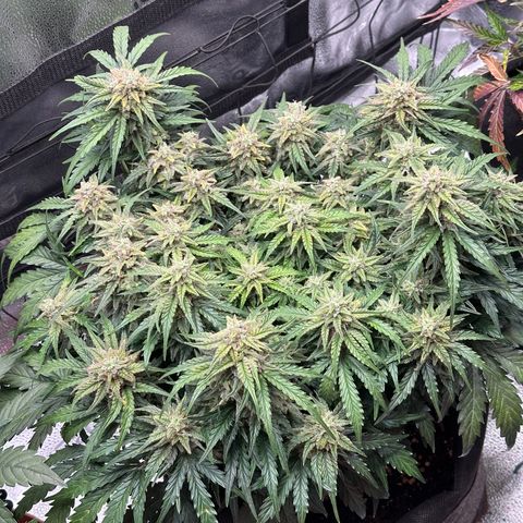 Wedding Cake 🍰 growlog timeline photo