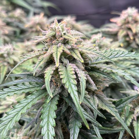 Wedding Cake 🍰 growlog timeline photo
