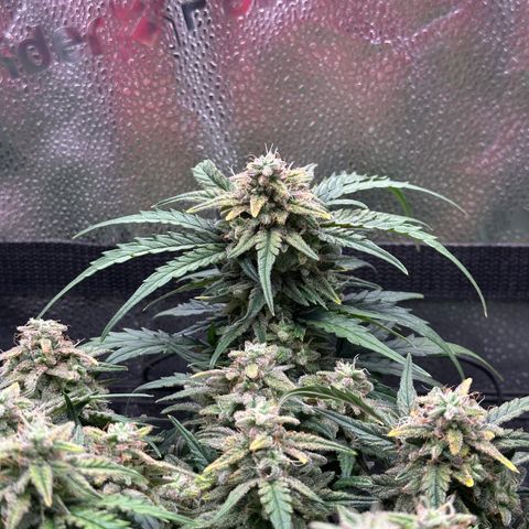 Wedding Cake 🍰 growlog timeline photo
