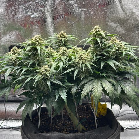 Wedding Cake 🍰 growlog timeline photo