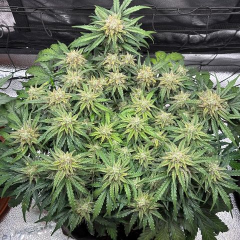 Wedding Cake 🍰 growlog timeline photo