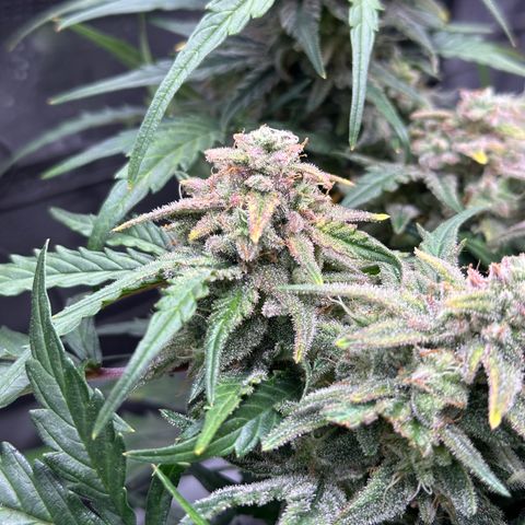 Wedding Cake 🍰 growlog timeline photo