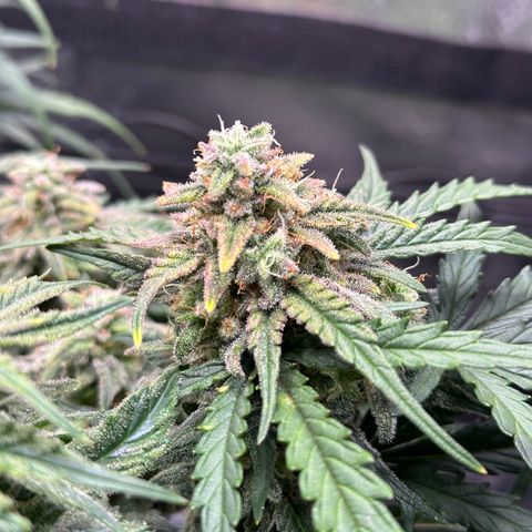 Wedding Cake 🍰 growlog timeline photo