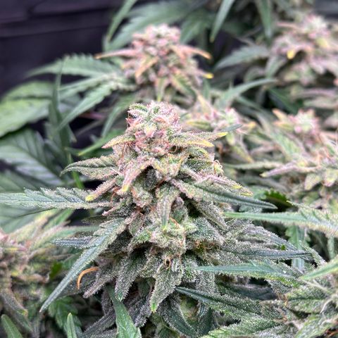Wedding Cake 🍰 growlog timeline photo