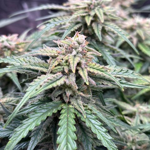 Wedding Cake 🍰 growlog timeline photo