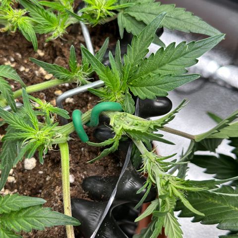 Triple G Automatic growlog timeline photo