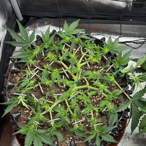 Triple G Automatic growlog timeline photo