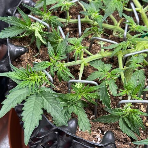 Triple G Automatic growlog timeline photo