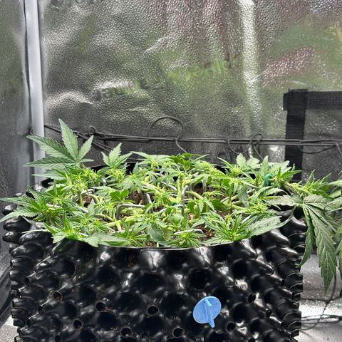 Triple G Automatic growlog timeline photo