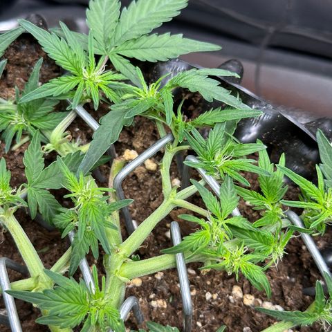 Triple G Automatic growlog timeline photo
