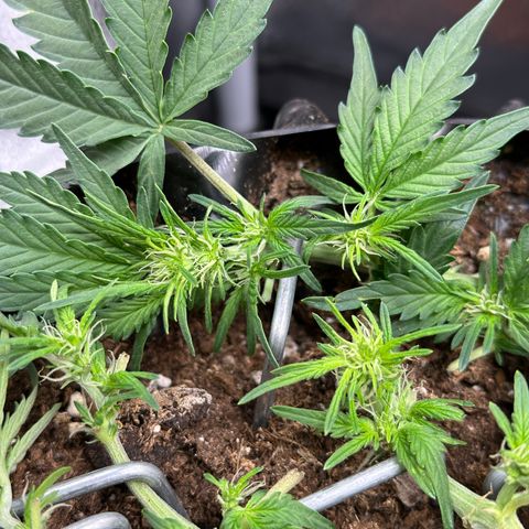 Triple G Automatic growlog timeline photo