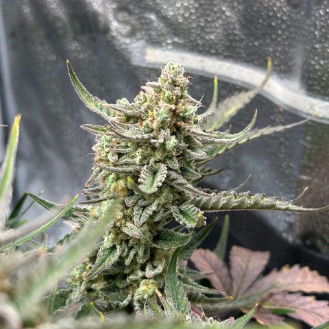 Medusa F1 growlog timeline photo