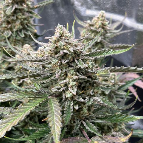 Medusa F1 growlog timeline photo