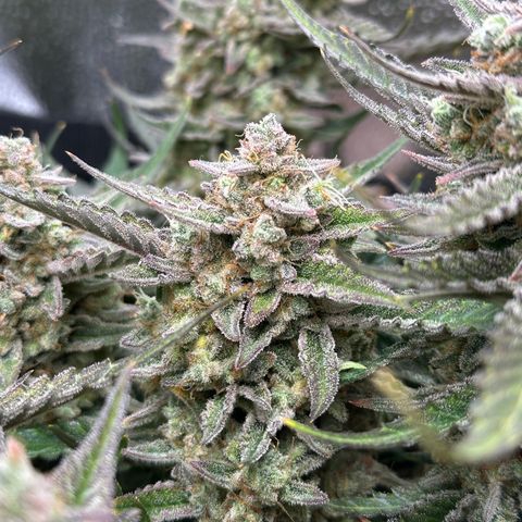 Medusa F1 growlog timeline photo