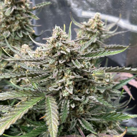 Medusa F1 growlog timeline photo