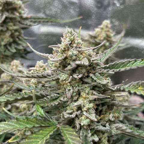 Medusa F1 growlog timeline photo