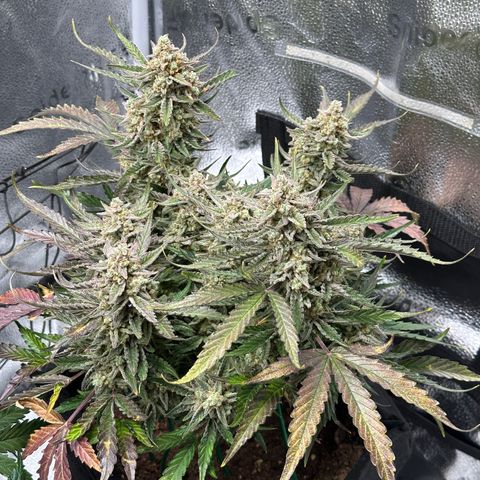 Medusa F1 growlog timeline photo