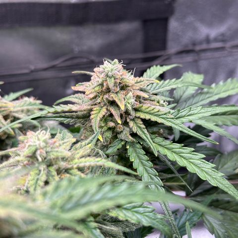 Wedding Cake 🍰 growlog timeline photo