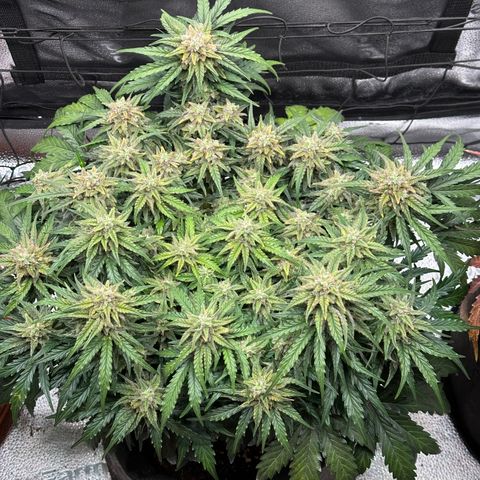 Wedding Cake 🍰 growlog timeline photo