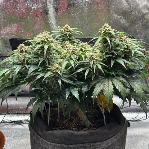 Wedding Cake 🍰 growlog timeline photo