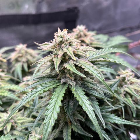 Wedding Cake 🍰 growlog timeline photo