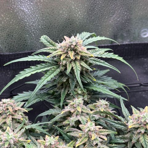 Wedding Cake 🍰 growlog timeline photo