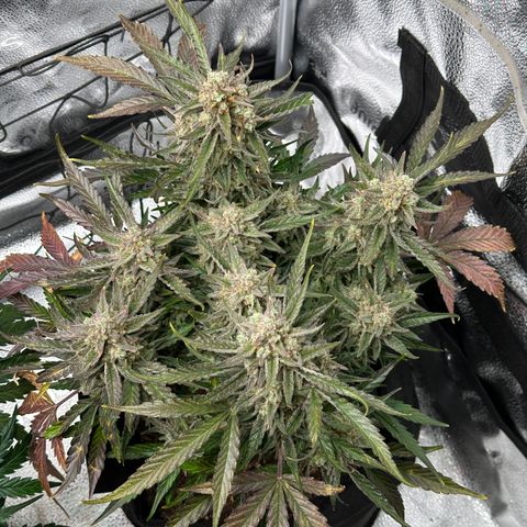 Medusa F1 growlog timeline photo