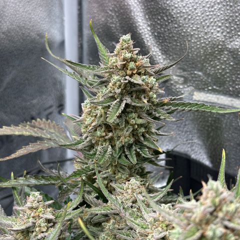 Medusa F1 growlog timeline photo